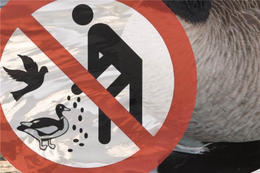 Gegen die Plage: Castrop-Rauxel verbietet das Füttern von Kanadagänsen Die Stadt geht gegen die Überpopulation der Kanadagans in Castrop-Rauxel vor. Sie stellt nun neue Schilder an Teichen und in Parks auf.