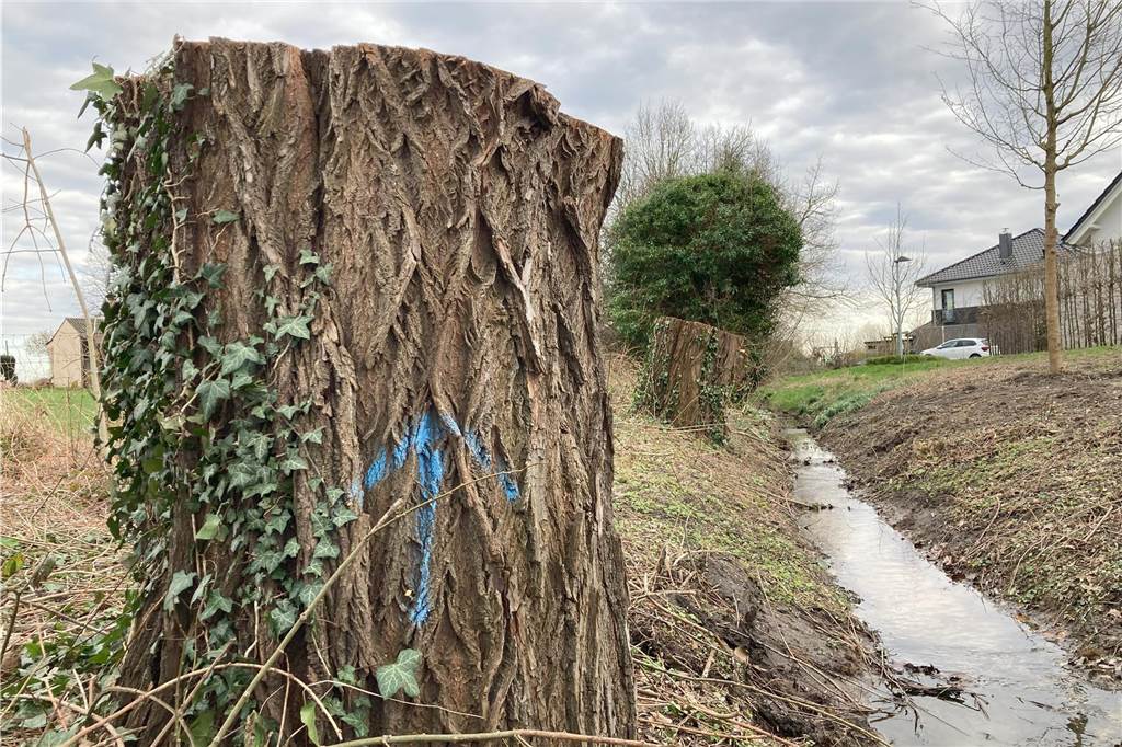 Stadt fällt irrtümlich drei Kopfweiden von Daniela Golembiewski Der Baumstumpf einer gefällten Kopfweide steht am Ufer des Herdicksbachs in Waltrop. Im Hintergrund ist ein weiterer Stumpf zu sehen.