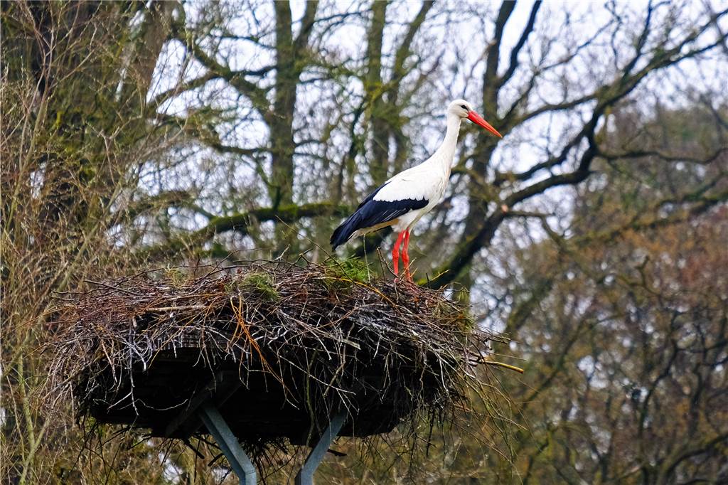 Brüggemanns hoffen auf Storchenbabys an der Haarmühle in Alstätte Die Störche haben ihr Nest an der Haarmühle wieder bezogen.