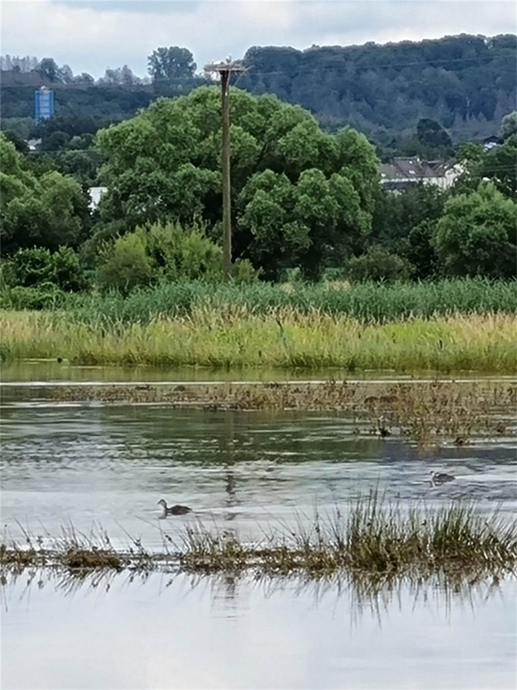 Live-Ticker zum Nachlesen: Die Entwicklungen zum Hochwasser in Schwerte Die Störche sitzen sicher auf ihrer Stange, doch einige Vogelnester am Ufer hat es erwischt.