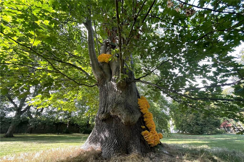 Schlossgarten in Cappenberg: Gelber XXL-Pilz ist ein tragischer Star Die stolze Roteiche vor Schloss Cappenberg scheint der Pilz zu schmücken. Tatsächlich wir er den Baum aber töten.