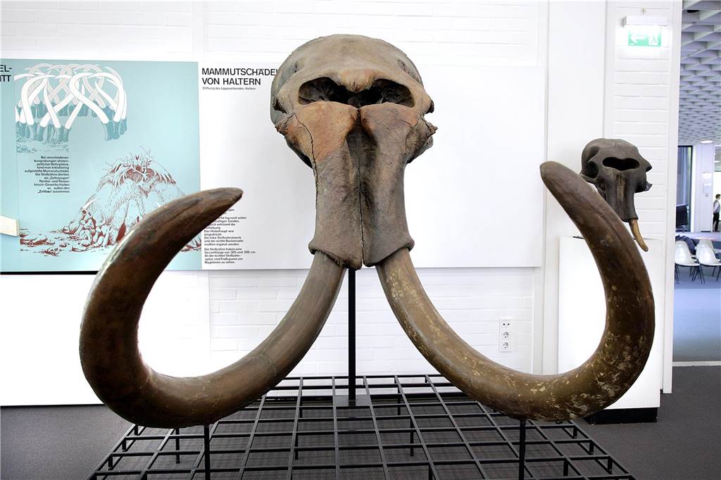 Mammut aus Haltern: Schädel im Museum ist mindestens 40.000 Jahre alt Die Stoßzähne am Mammutschädel sind jeweils knapp drei Meter lang.