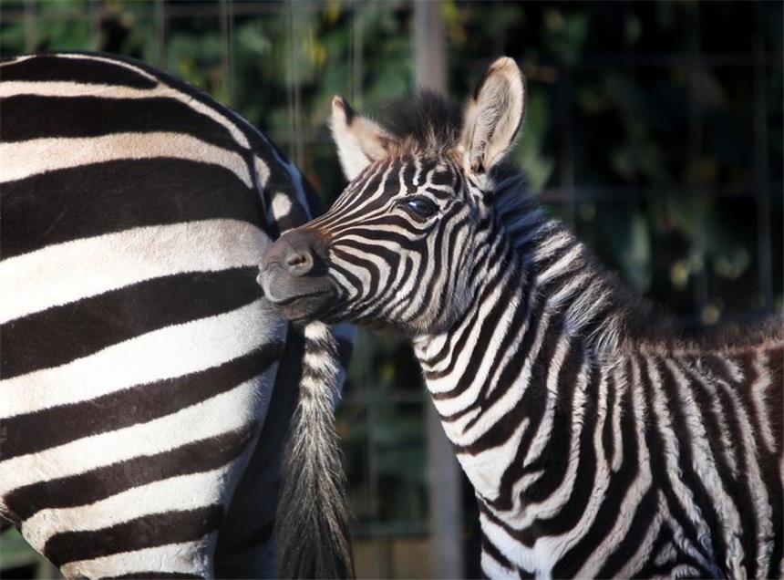 Erstmals nach zehn Jahren: Zebra-Nachwuchs im Zoo Die süße Nahla hat einen wirklich niedlichen Blick.