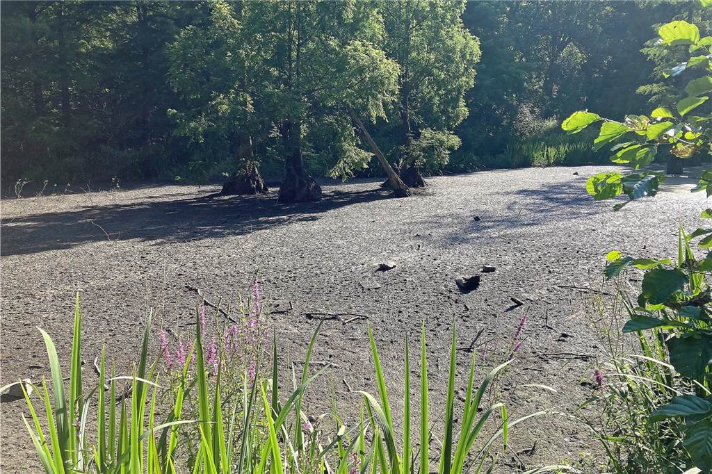 Akute Waldbrandgefahr: Und trotzdem fliegen die Kippen im Rombergpark ins Gebüsch Die Sumpfzypressen stehen inzwischen auf dem Trockenen. Das Wasser ist weg.