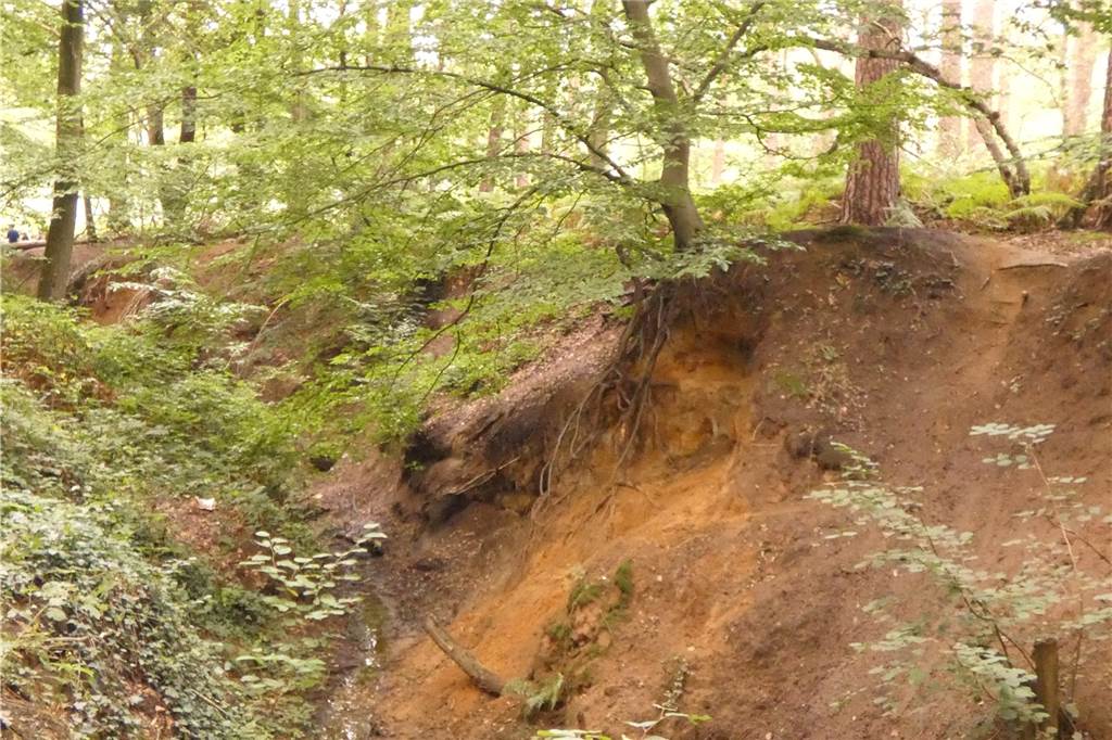 Die Teufelsschlucht ist mit seinen freigelegten Baumwurzeln, Uferabbrüchen und Anlandungen ein beliebtes Ausflugsziel.