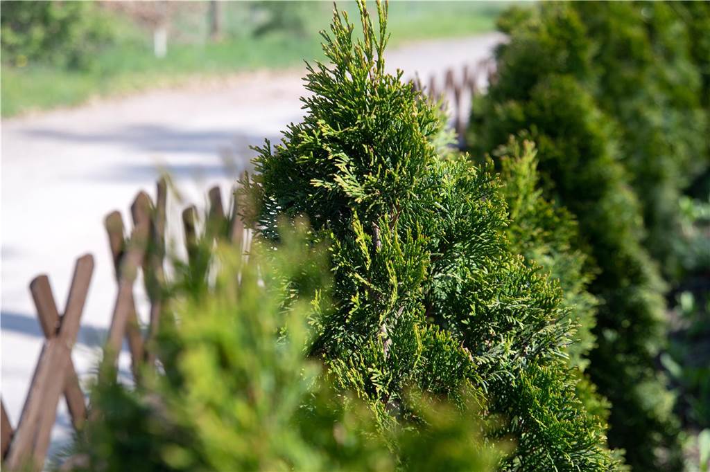 Den Garten fit für den Klimawandel machen In einem Garten stehen Thuja Bäume in einer Reihe an einem Zaun entlang.