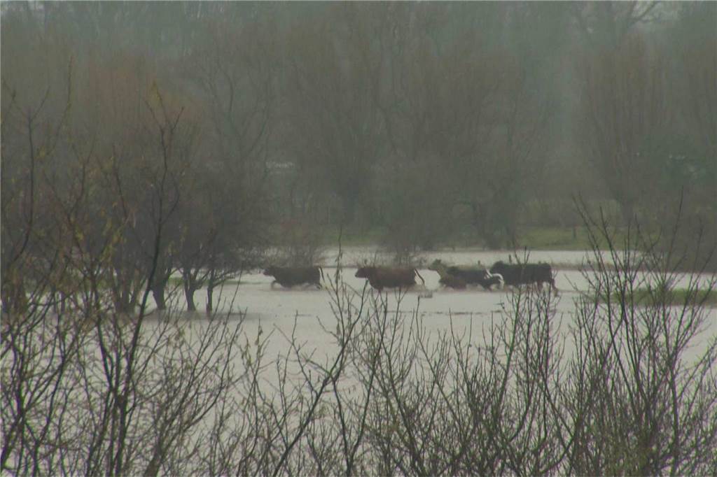 Landwirt muss Rinder aus überfluteten Lippewiesen retten Tiere im Wasser