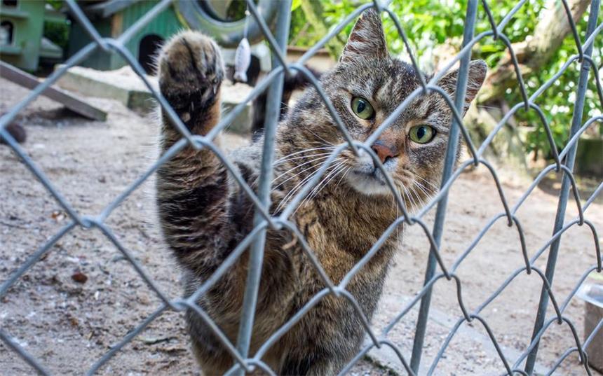 Tierheimen in NRW fehlt es an Platz und an Geld Die Tierheime in Nordrhein-Westfalen sind überlastet. Gerade in den Sommermonaten werden viele Katzen abgegeben, da ihre Besitzer sie nicht in der Urlaubsplanung berücksichtigen.