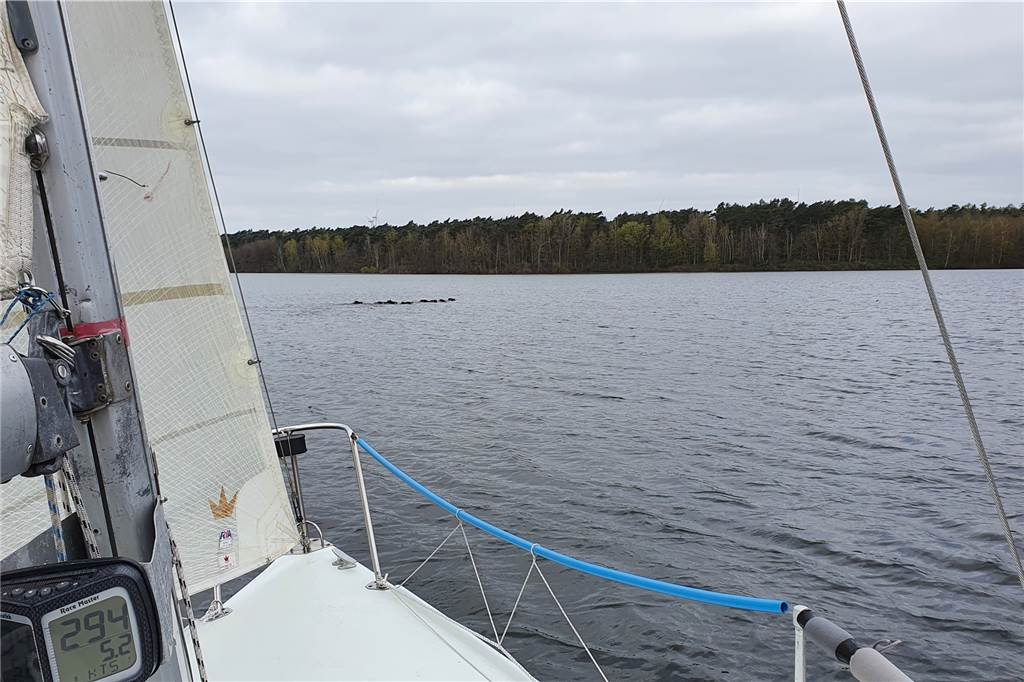 Segler filmt 14 wilde Badegäste im Halterner Stausee Die tierischen Schwimmer aus der Ferne vom Segelboot aus beobachtet.