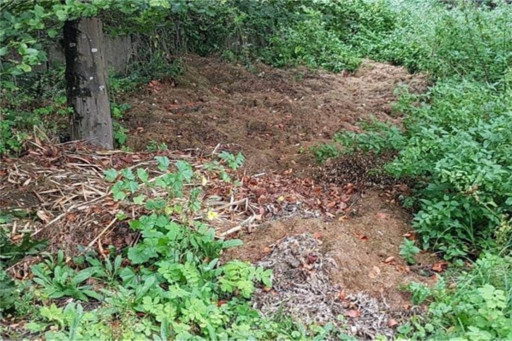 Grünschnitt auf Wildkräuterwiese: Tierschützerin erstattet Anzeige Grünschnitt auf Wildkräuterwiese in Dorsten