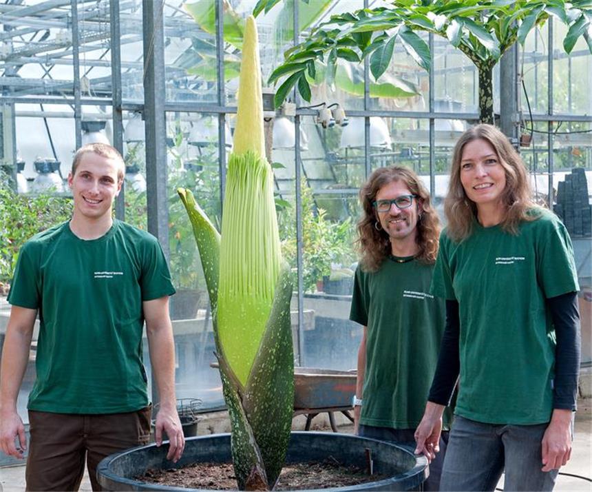 Die wohl stinkigste Blume der Welt blüht in Bochum Die Titanenwurz und ihre stolzen Gärtner – inzwischen dürfte die Pflanze aber noch deutlich größer sein.