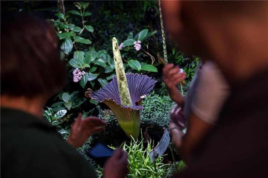 Seltene Titanwurz-Blüte wird Besuchermagnet Die Titanwurz blüht nur rund alle sieben Jahre. Und dann nur in der Nacht. Dabei stinkt sie und heizt sich auf rund 38 Grad auf. So täuscht sie vor, ein verwesender Kadaver zu sein. Ihr Ziel ist es, Insekten für die Bestäubung anzuziehen. Foto: Sebastian Gollnow
