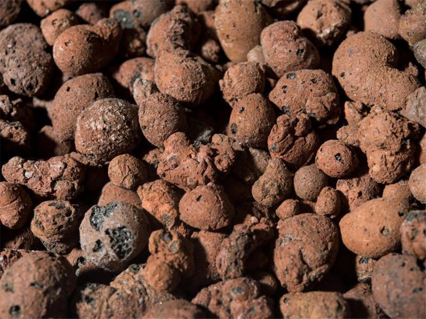 Zwischen roten Kügelchen - Hydrokultur hat viele Vorteile Die Tonkügelchen in Hydrokultur-Systemen sind ein Naturprodukt, das bei etwa 1250 Grad in einem Trommelofen gebrannt wird. Foto: Franziska Gabbert