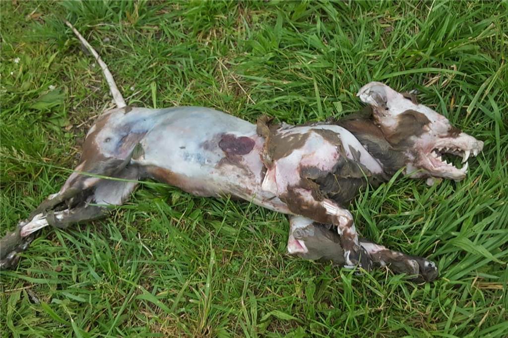 Drei tote Hunde im Dortmund-Ems-Kanal: Entsorgt hier jemand seine Tiere? Die toten Hunde trieben wohl teils lange im Wasser, bevor sie entdeckt wurden. Dementsprechend ist die Verwesung weit fortgeschritten.