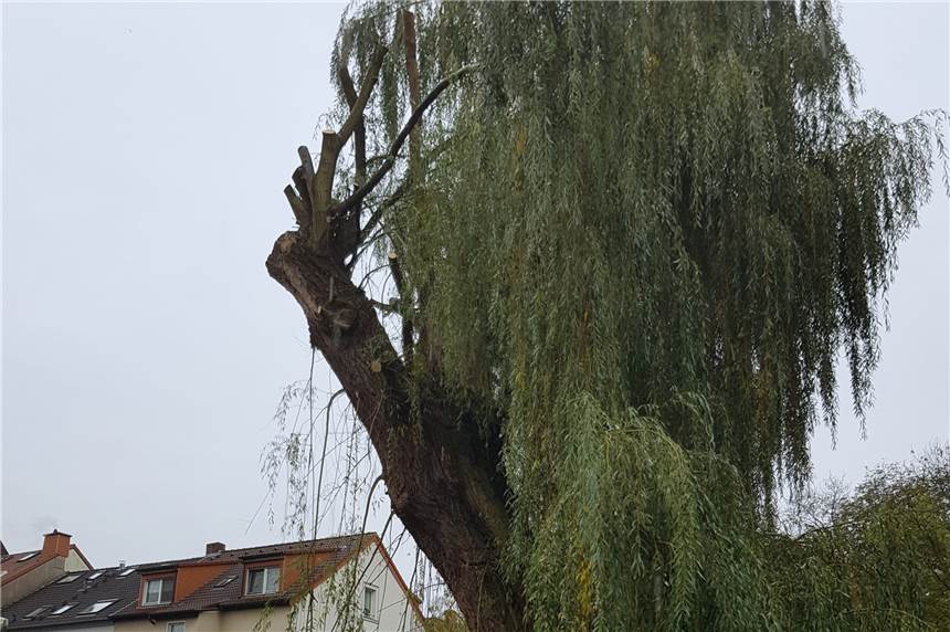 Gefahr für Radfahrer und Fußgänger: Stadt kappt Trauerweide Die Trauerweide auf der Wiese südlich des Rathauses nach der Entfernung von großen Teilen der Krone. Der ursprünglich fast 20 Meter hohe Baum kann nach dem Rückschnitt nicht mehr auf den Weg fallen. Die Wiese um den Baum ist abgesperrt.