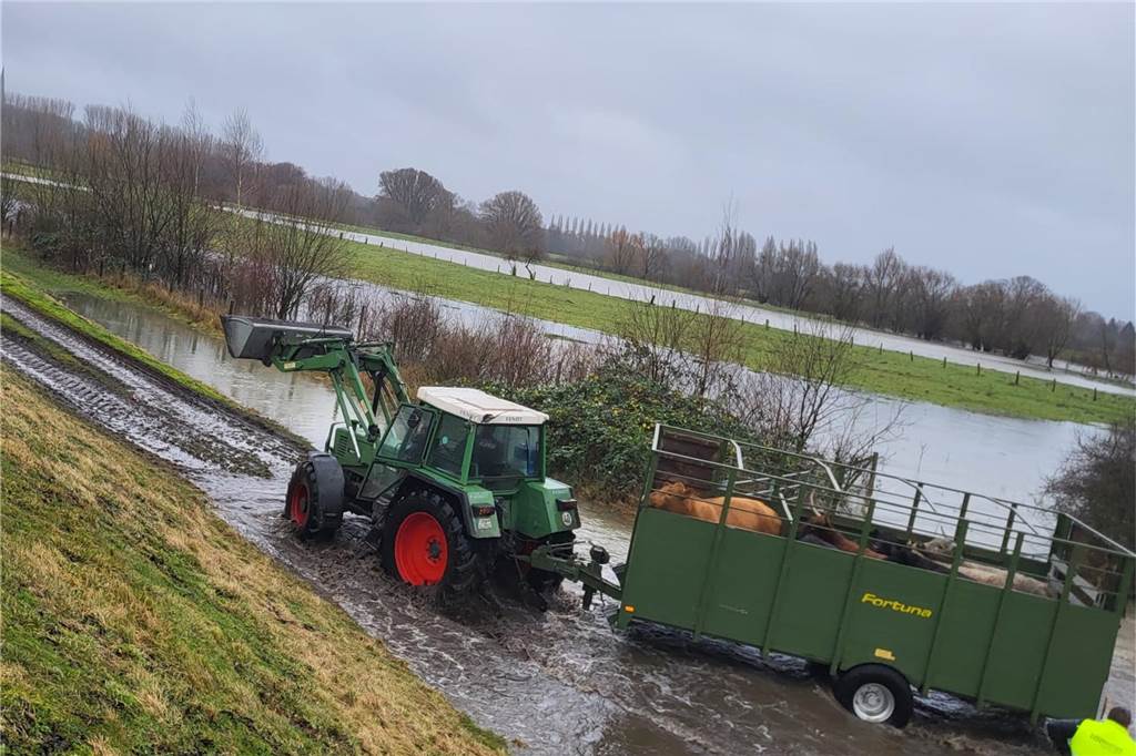 Landwirt muss Rinder aus überfluteten Lippewiesen retten Trecker fährt Rinder durch Wassermassen.