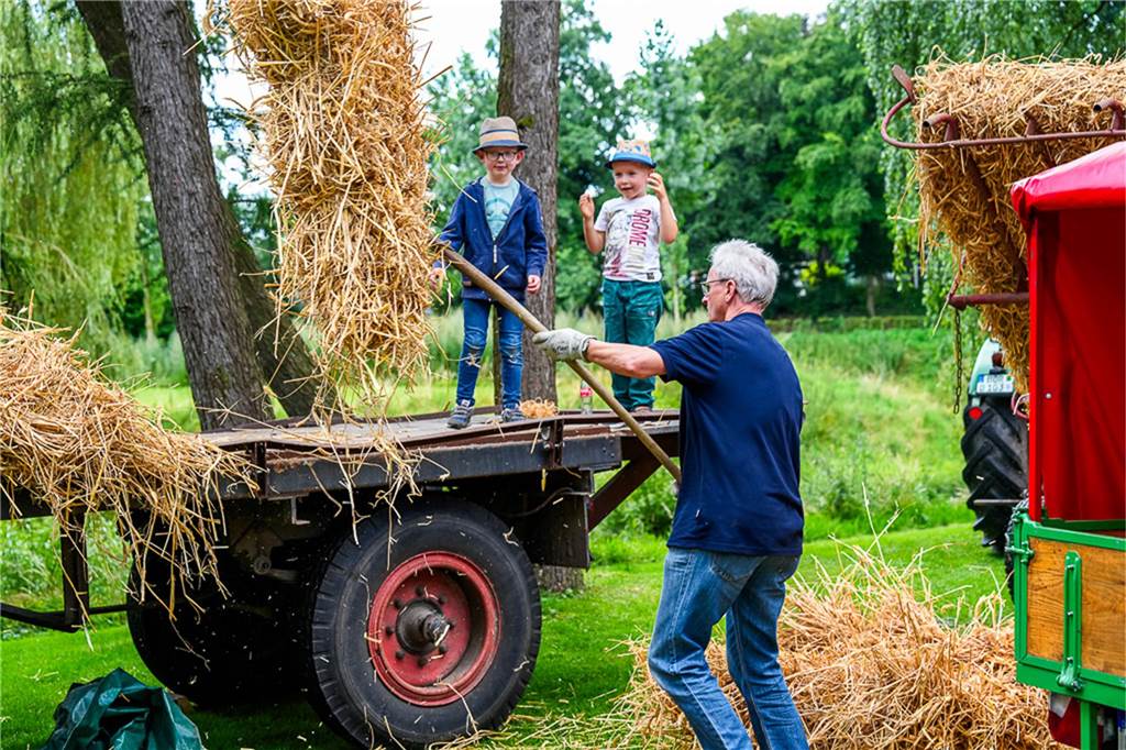Eine historische Getreideerntemaschine in Aktion