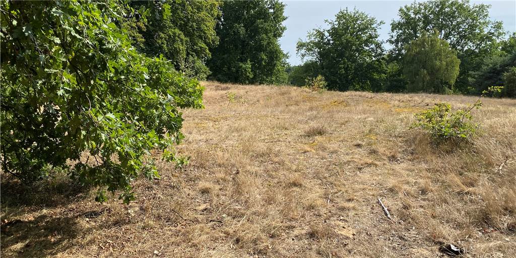 Hitze und Trockenheit in Haltern: „Die Westruper Heide leidet“ Die Trockenheit und Hitze bereiten der Heide Probleme.