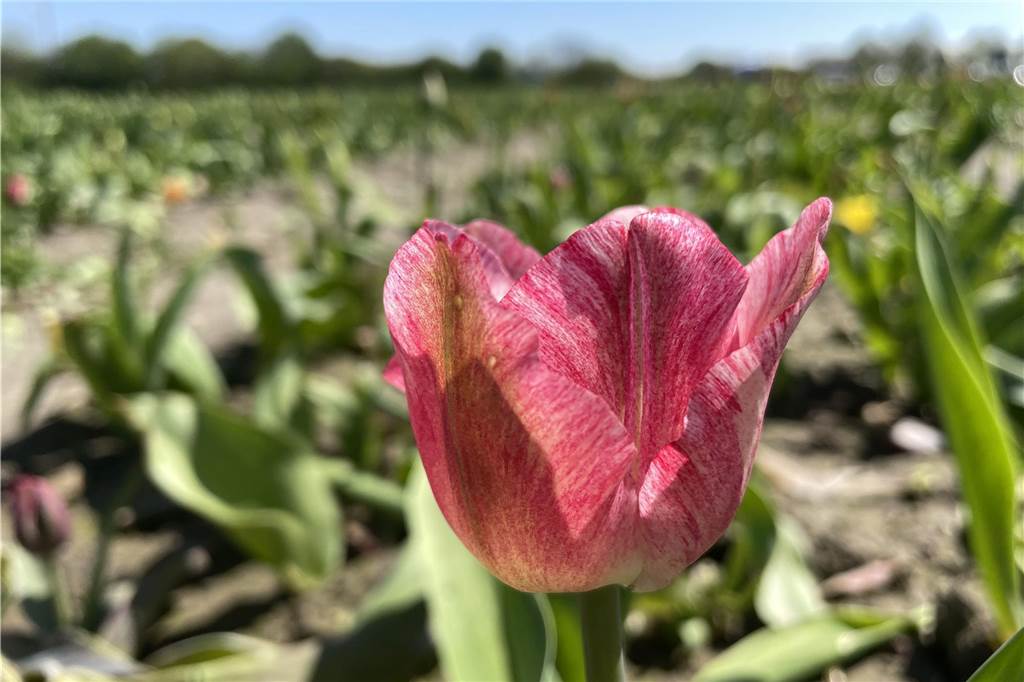 Tulpen zum Selbstschneiden auf Mengeder Feld gibt‘s noch bis Mitte Mai In Mengede befindet sich ein Tulpenfeld zum Selbstschneiden.