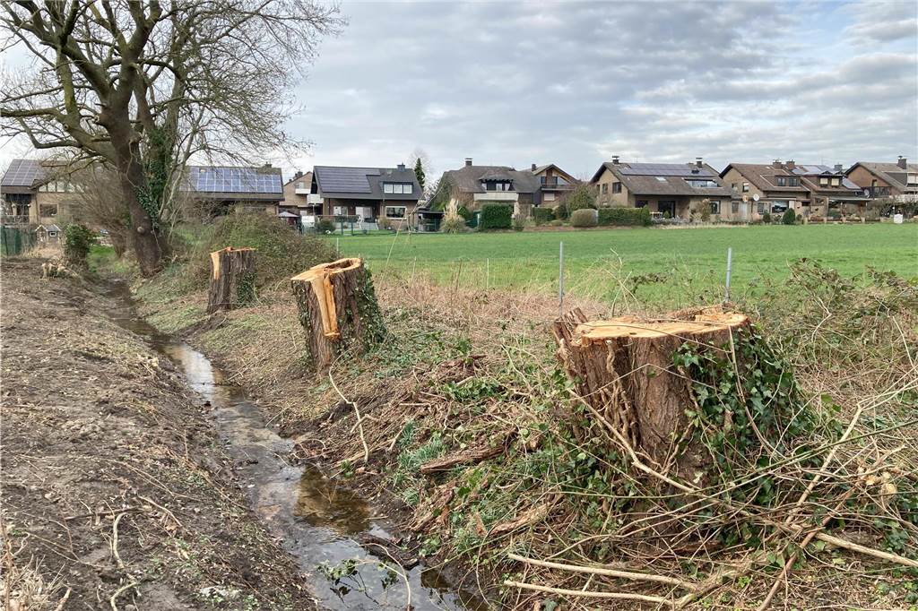 Stadt fällt irrtümlich drei Kopfweiden von Daniela Golembiewski Am Ufer des kleinen Herdicksbachs in Waltrop stehen die Stümpfe von drei Kopfweiden. Im Hintergrund sind Häuser der Siedlung Altenbruch 3 zu erkennen.