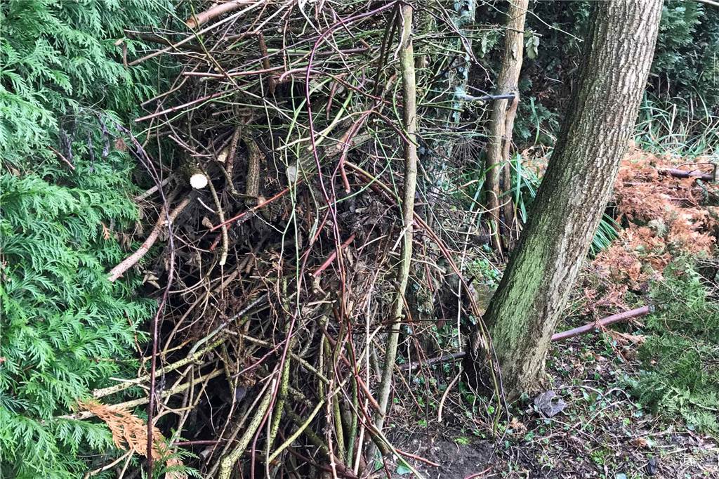 Imkerin Karina Möllers gibt Tipps für einen insektenfreundlichen Garten Die Überbleibsel des Gehölzschnittes können als Totholzhecke für Insekten sehr nützlich sein.