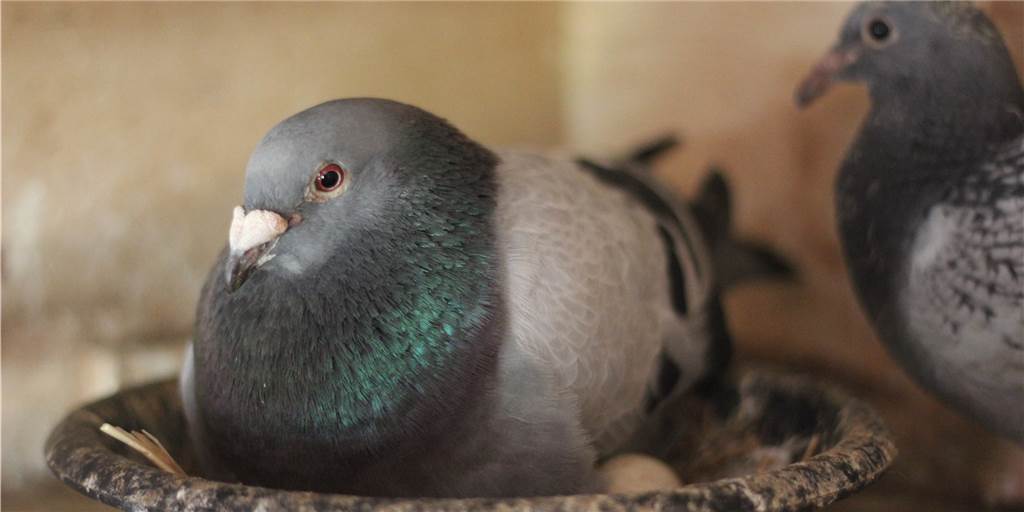 Castrop-Rauxel hat neben dem Gänse- auch ein massives Taubenproblem Die übergroße Taubenpopulation in den Ruhrgebietsstädten ist laut Experten entstanden aus gestrandeten Haus-, Zucht- und Brieftauben sowie deren Nachkommen. Wie löst man das Problem?