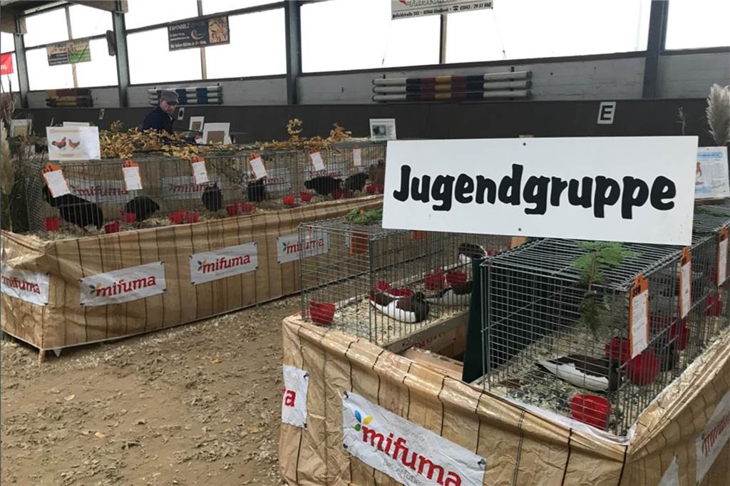 Kirchhellen bestaunt das Federvieh: RGZV lädt zur Geflügelausstellung Die vereinseigene Jugendgruppe beteiligt sich ebenfalls an den Geflügelausstellungen.