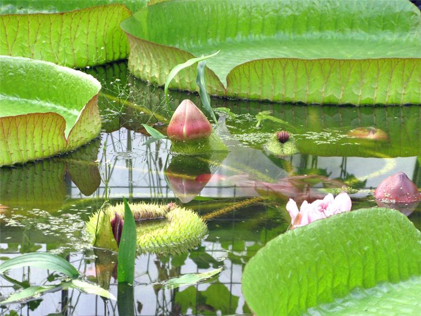 Der Botanische Garten der RUB - nicht nur was für Biologen Die Vielfalt der Pflanzenwelt ist im Botanischen Garten der Ruhr-Universität zu erleben. Der Eintritt ist frei.