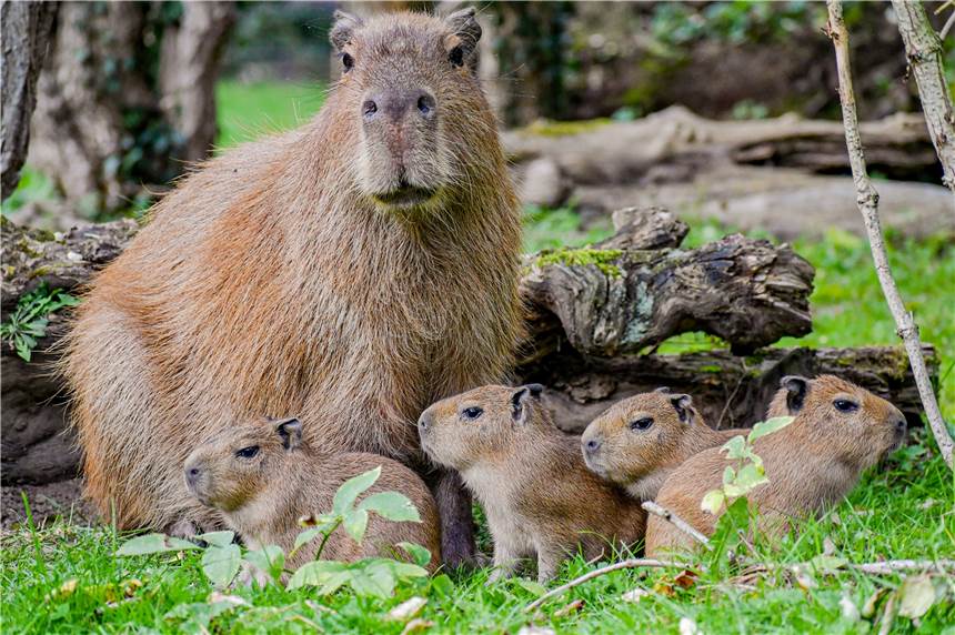 Capybara -Nachwuchs im Dortmunder Zoo Die vier jungen Capybaras und ihre Mutter Daniela.