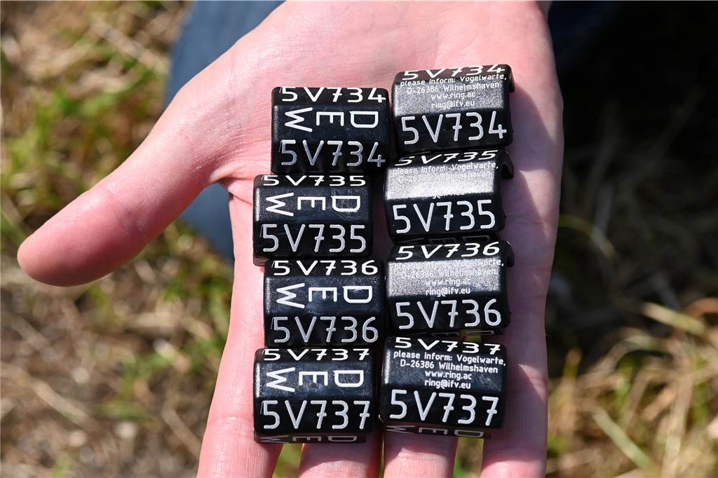 Die vier Ringe für den Storchennachwuchs mit der jeweils individuellen Nummer