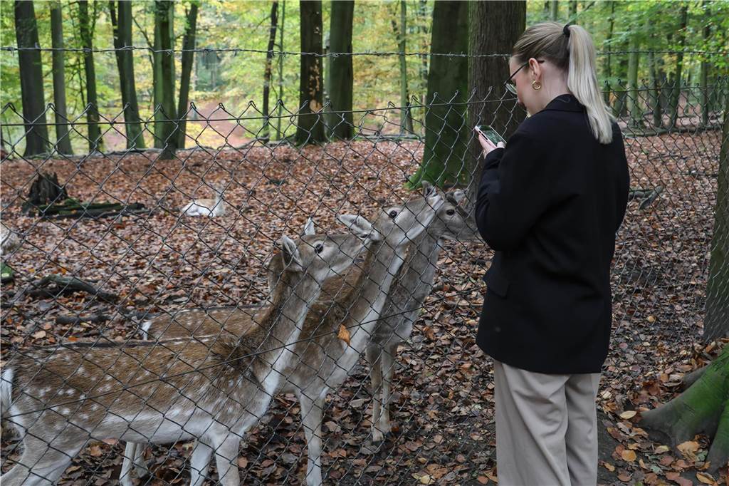Die Fußgängerin macht mit ihrem Handy ein Foto von dem Damwild. Zwei von ihnen strecken sich nach der Kamera.