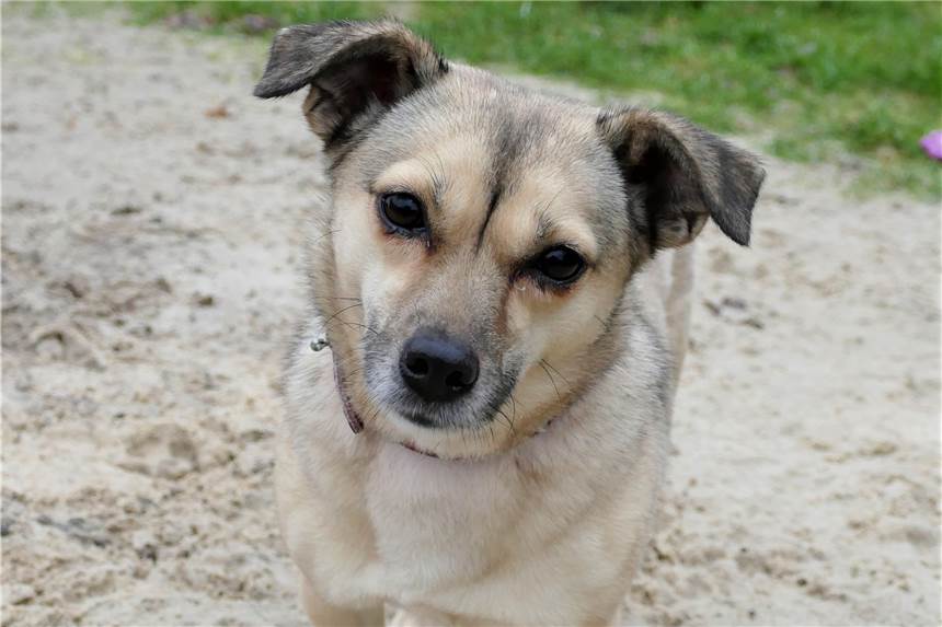 Mischlingshündin Susi aus dem Tierheim braucht etwas Eingewöhnungszeit Die vierjährige Hündin Susi möchte ihre neuen Besitzer erst einmal kennenlernen.