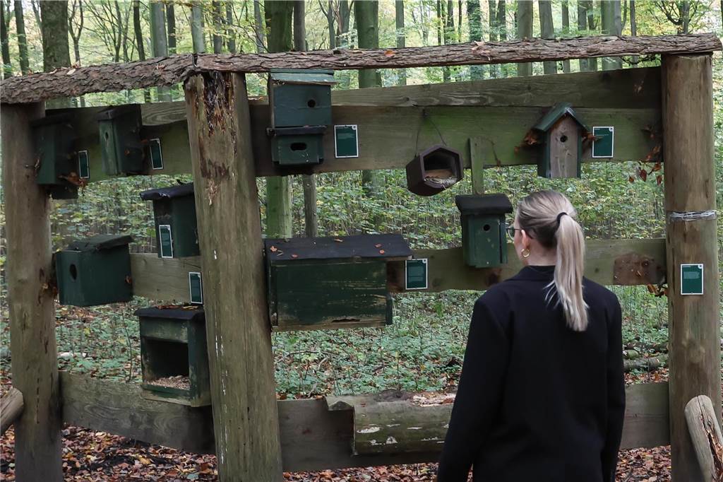 Eine Waldbesucherin steht vor einer Holzwand, auf deren Latten, Vogelhäuser aufgereiht sind.