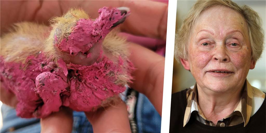 Augen erblindet, Schnäbel zugeklebt – Tierschutzverein zeigt Malerbetrieb an Die Vorsitzende des Dortmunder Tierschutzvereins Erika Scheffer ist geschockt über das, was mehreren Taubenküken angetan wurde.