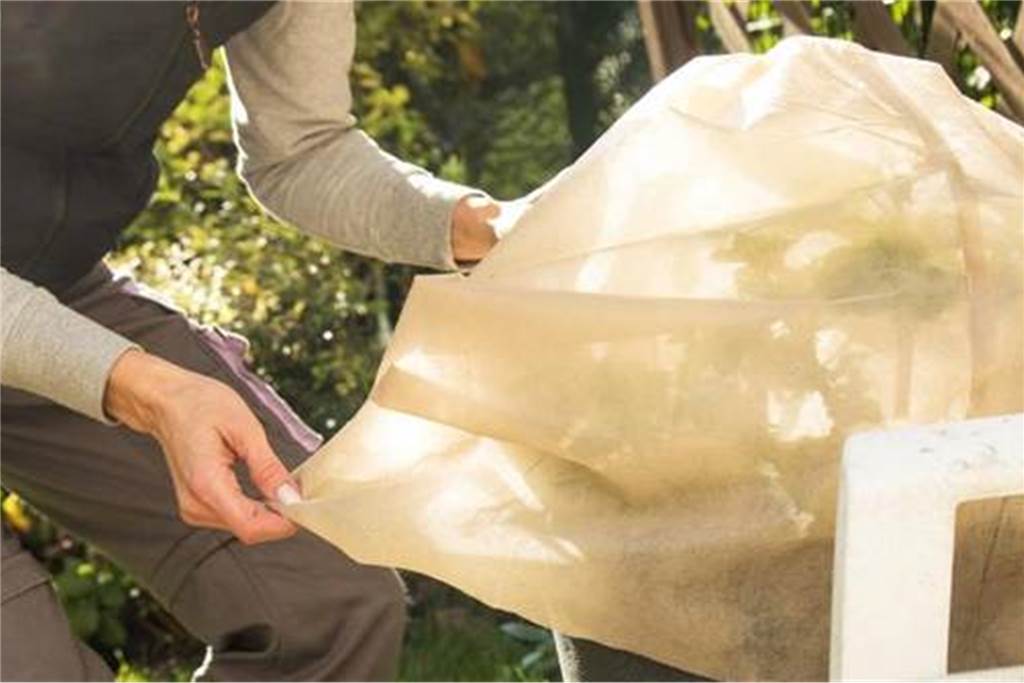 Kaltes Wochenende in NRW: Sieben Tipps, wie Sie Pflanzen vor der Kälte schützen Die wärmende Hülle zum Schutz der Pflanzen vor Frost muss an warmen Tagen abgenommen werden.