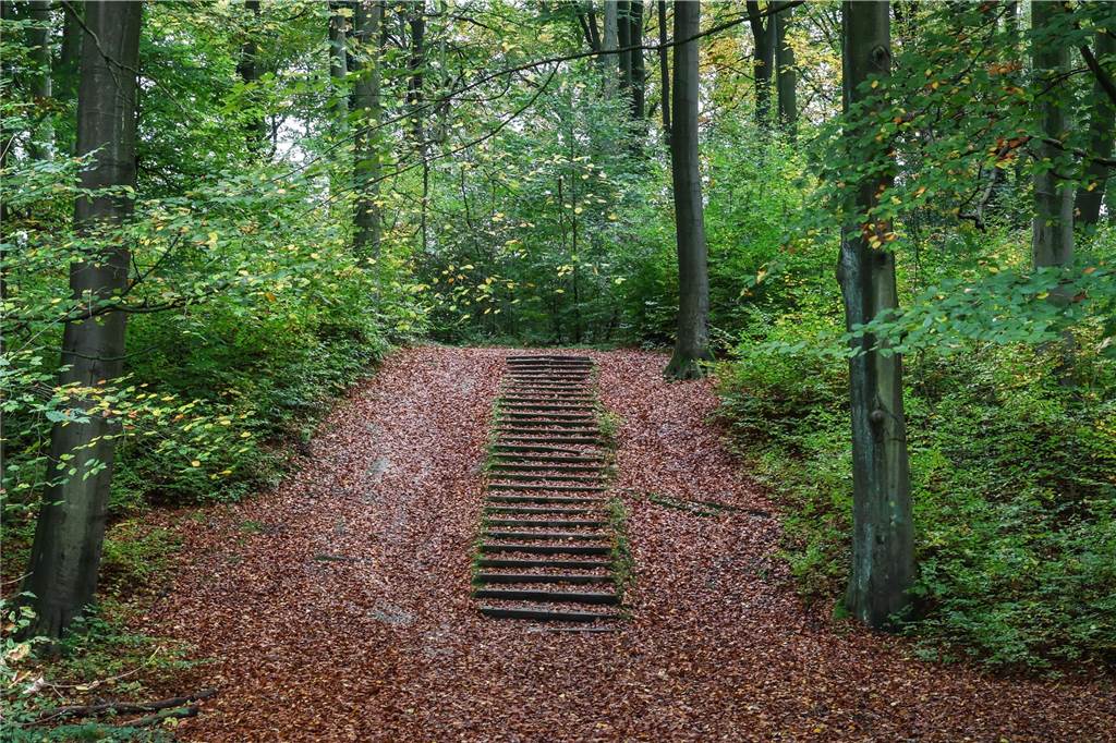 Umrandet von laubbedecktem Waldboden, führt eine Treppe einen kleinen Waldhügel hoch.