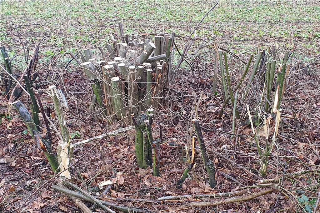 Heckenschnitt: Ralf Lütkenhaus ärgert sich über unberechtigte Kritik Die Hecke am Galgenberg wurde auf den Stock gesetzt.