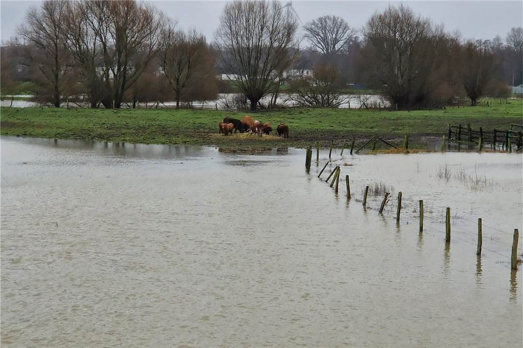 Landwirt muss Rinder aus überfluteten Lippewiesen retten Wassermassen auf den Lippewiesen in Lünen