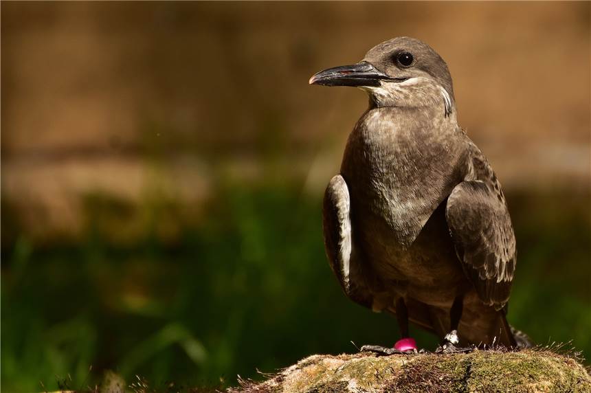Gefiederter Nachwuchs im Dortmunder Zoo traut sich schon ans Tageslicht Die weibliche Inkaseeschwalbe ist der jüngste Nachwuchs im Zoo Dortmund.