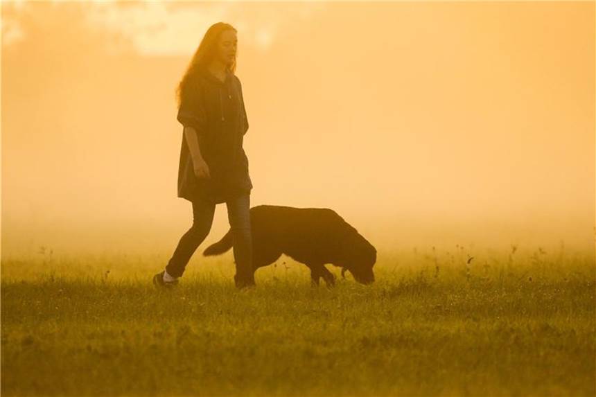 Kastrierte Hunde streunen trotzdem Die weit verbreitete Meinung, dass Rüden durch eine Kastration ruhiger werden, stimmt nicht immer. Foto: Thomas Warnack