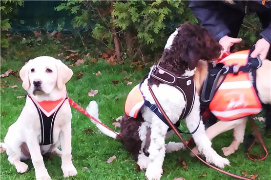 Wie Hunde Nick und Sam ihre Besitzer aus Alptraum und Ängsten holen