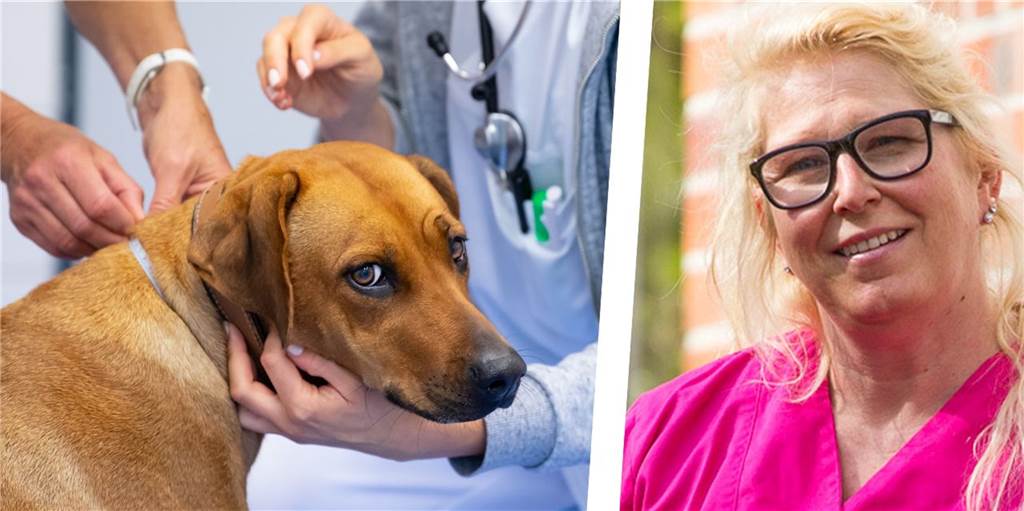 Tierärztin aus Werne über steigende Kosten: „Irgendwann musste das passieren“ Tierärztin Stefanie Mors und ein Hund bei einer Untersuchung.