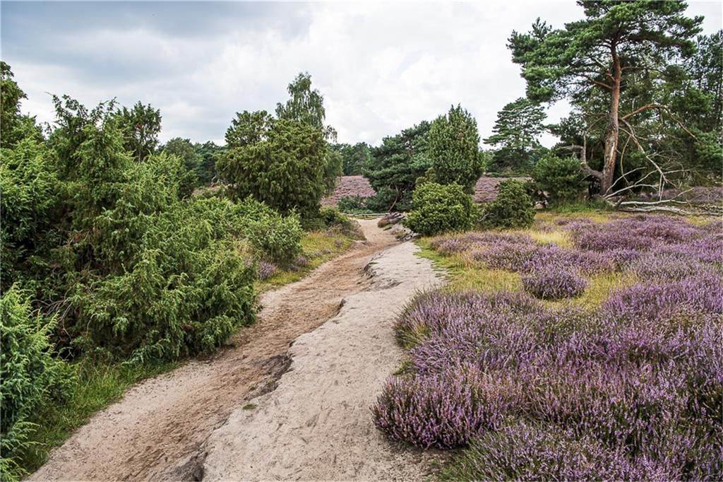 Die Westruper Heide bei Haltern.