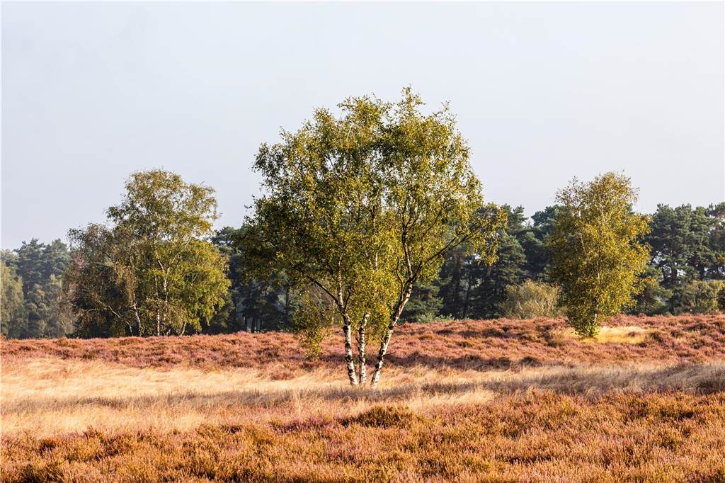 Die Westruper Heide steht in voller Pracht, wir haben Leser nach den schönsten Fotos gefragt.