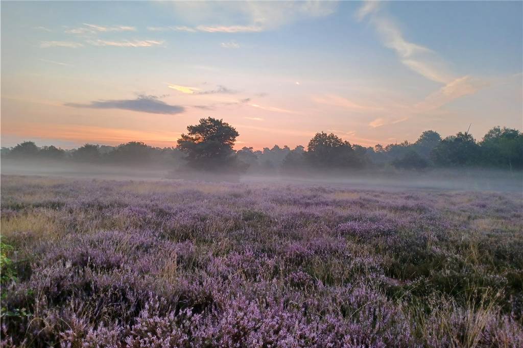 Die Westruper Heide steht in voller Pracht, wir haben Leser nach den schönsten Fotos gefragt.