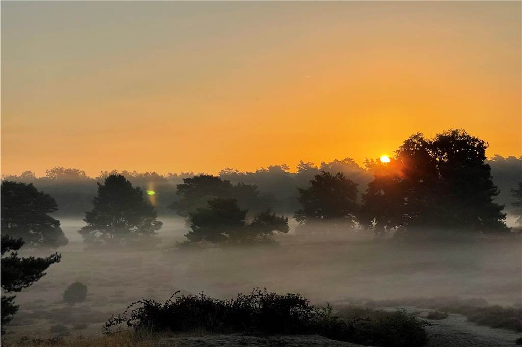 Die Westruper Heide steht in voller Pracht, wir haben Leser nach den schönsten Fotos gefragt.