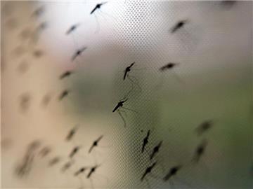 Die WHO ist zuversichtlich, dass die Malaria bis zum Jahr 2030 in mindestens 35 Ländern ausgemerzt sein wird. Foto: Stephen Morrison