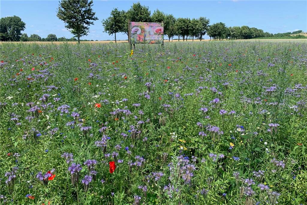 Landwirt sät Wildblumenfeld aus: Blühpaten sorgen für großen Erfolg Eine blühende Wildblumenwiese