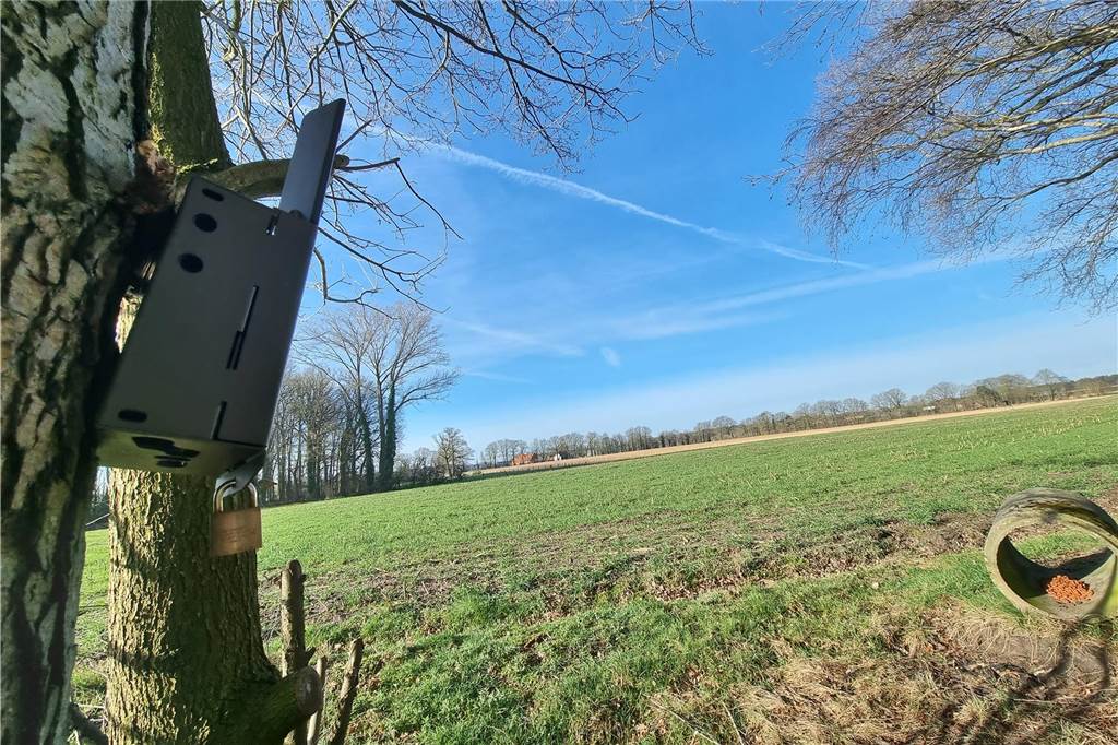 Die Wildtierkamera, angebracht an einem Baum (links), hat den Jungwolf am 26. März in den Morgenstunden fotografiert.