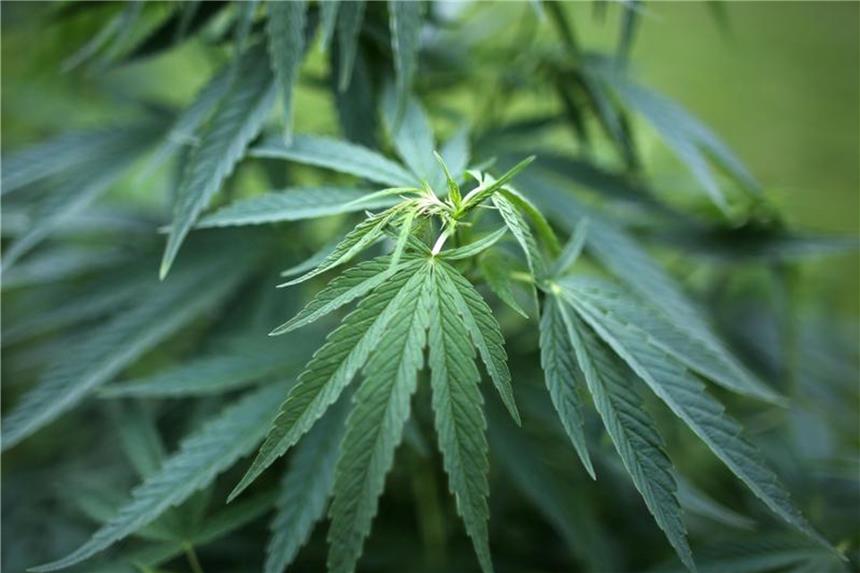 Neues Cannabis-Gesetz: Gerangel um Kosten für Behandlungen Die Wirksamkeit von Cannabis sei bisher nicht vollends erforscht, argumentieren die gesetzlichen Krankenkassen. Foto: Oliver Berg